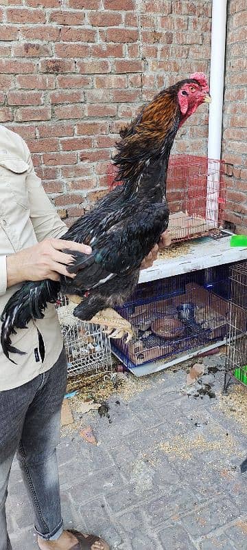 black shamo for sale 1
