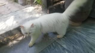 Punch