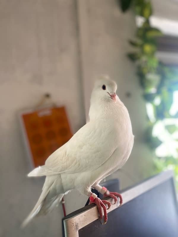 pigeon 0