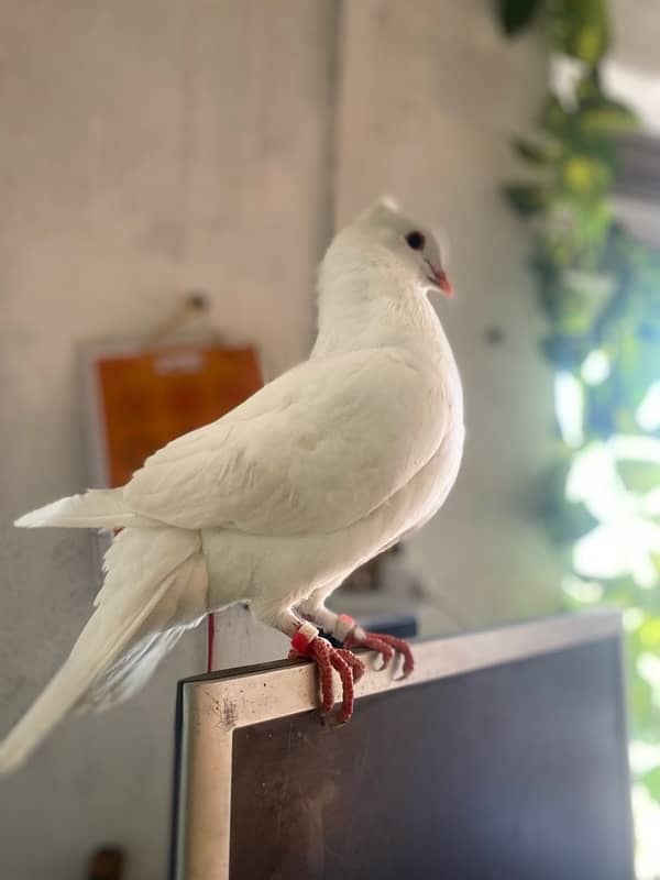 pigeon 1