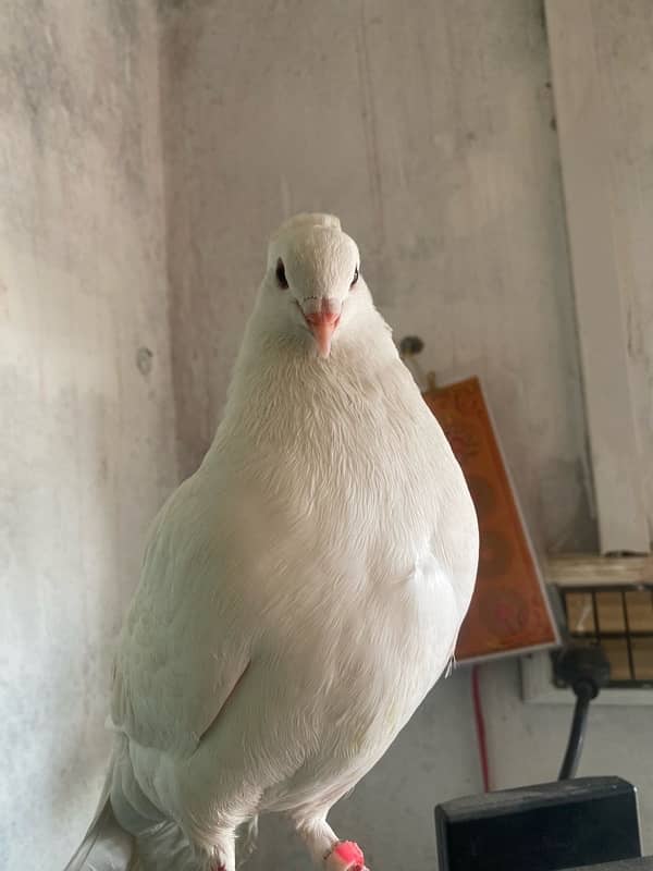 pigeon 2