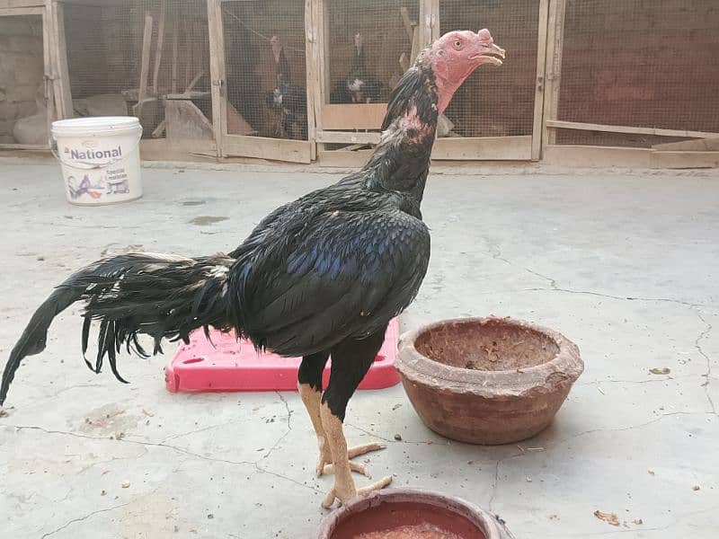 Thai x Shamo pair Yellow nok nali  And Thai Hint x Sindhi Pair 0