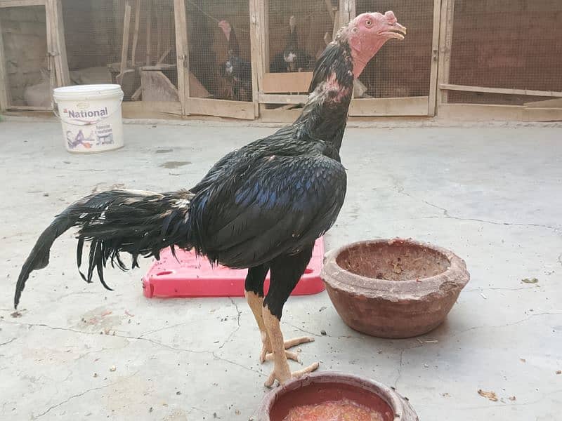 Thai x Shamo pair Yellow nok nali  And Thai Hint x Sindhi Pair 1