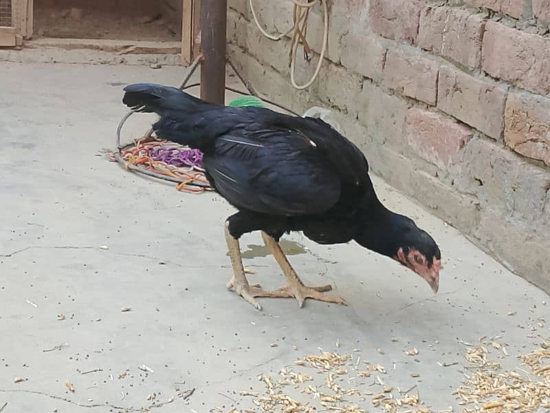 Thai x Shamo pair Yellow nok nali  And Thai Hint x Sindhi Pair 2