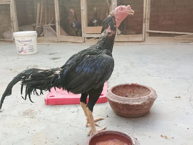 Thai x Shamo pair Yellow nok nali  And Thai Hint x Sindhi Pair 4