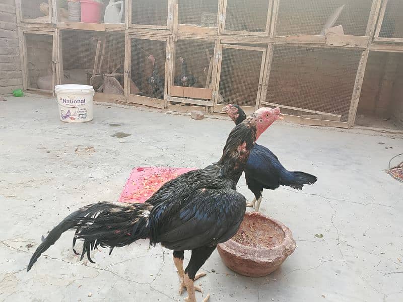 Thai x Shamo pair Yellow nok nali  And Thai Hint x Sindhi Pair 6