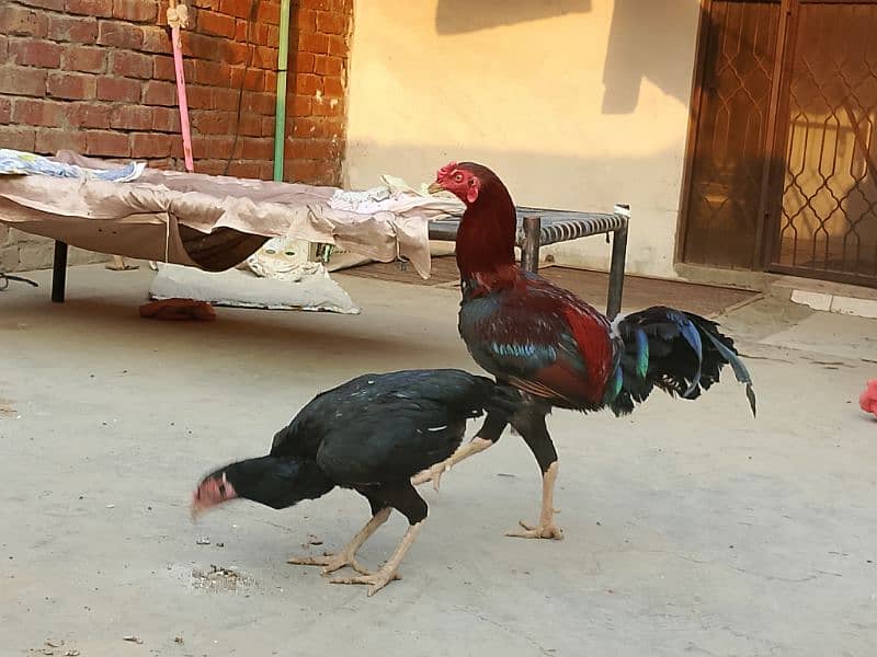 Thai x Shamo pair Yellow nok nali  And Thai Hint x Sindhi Pair 7