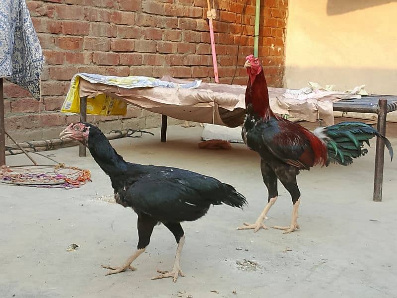 Thai x Shamo pair Yellow nok nali  And Thai Hint x Sindhi Pair 8