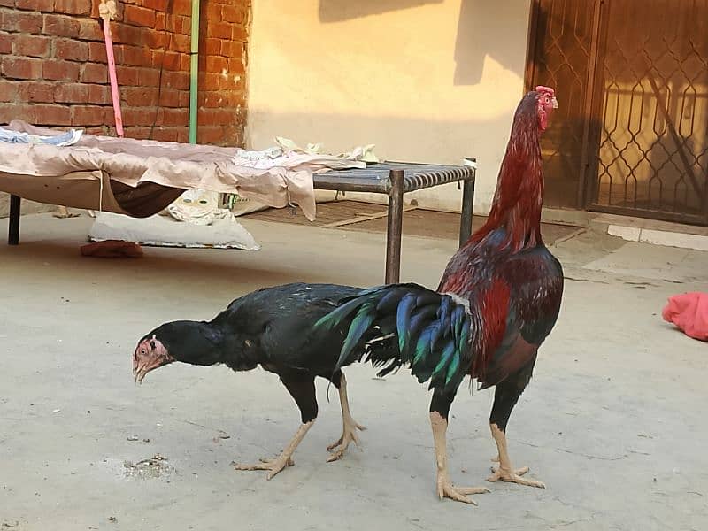 Thai x Shamo pair Yellow nok nali  And Thai Hint x Sindhi Pair 10