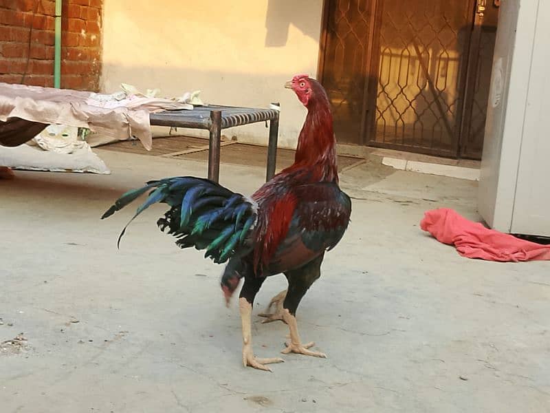 Thai x Shamo pair Yellow nok nali  And Thai Hint x Sindhi Pair 13