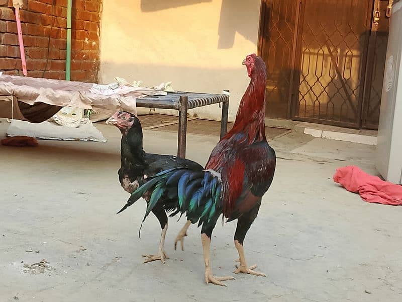 Thai x Shamo pair Yellow nok nali  And Thai Hint x Sindhi Pair 14