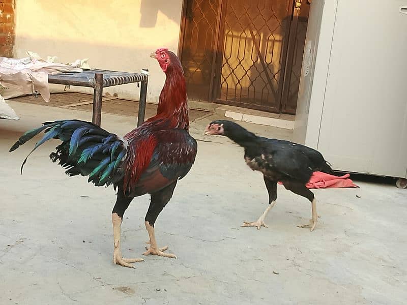 Thai x Shamo pair Yellow nok nali  And Thai Hint x Sindhi Pair 16