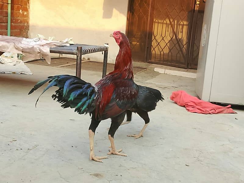 Thai x Shamo pair Yellow nok nali  And Thai Hint x Sindhi Pair 17