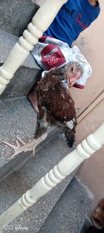 aseel cheena 2 chicks 1