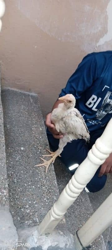 aseel cheena 2 chicks 4