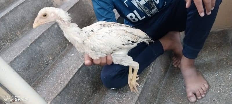 aseel cheena 2 chicks 6