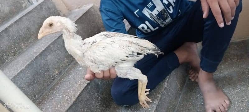 aseel cheena 2 chicks 7