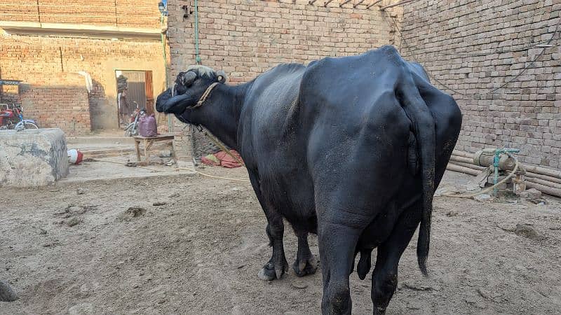 بھینس براے فروخت 0