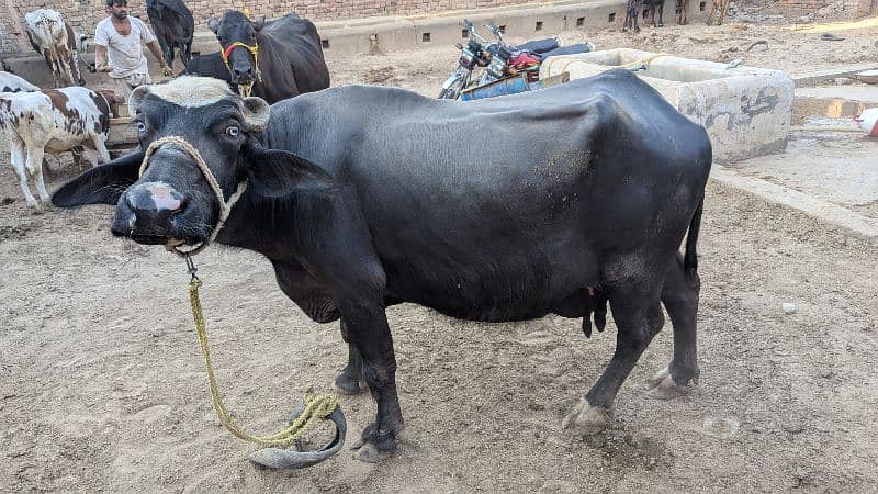 بھینس براے فروخت 2