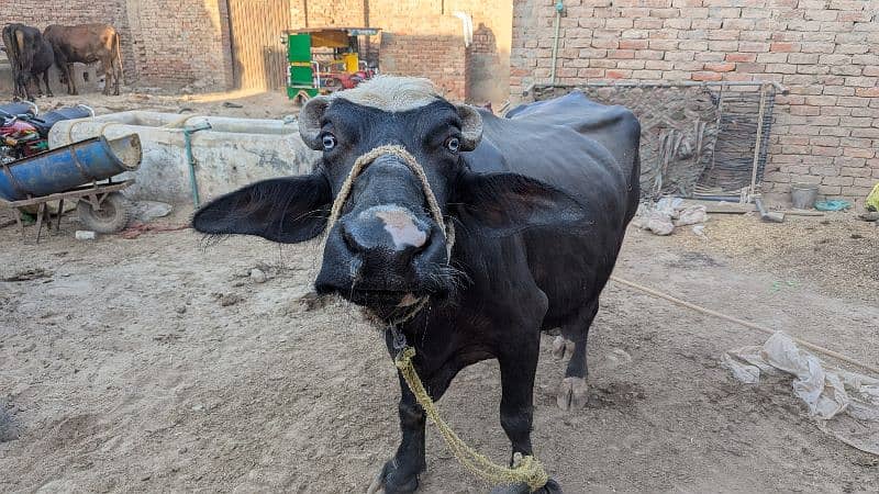 بھینس براے فروخت 3