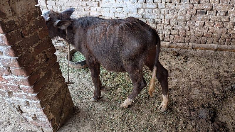 بھینس براے فروخت 5