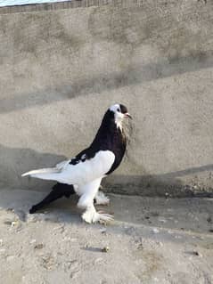 gobary male