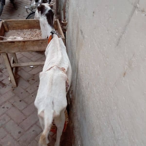 Peor Nawab shah nasal 8 dant 4