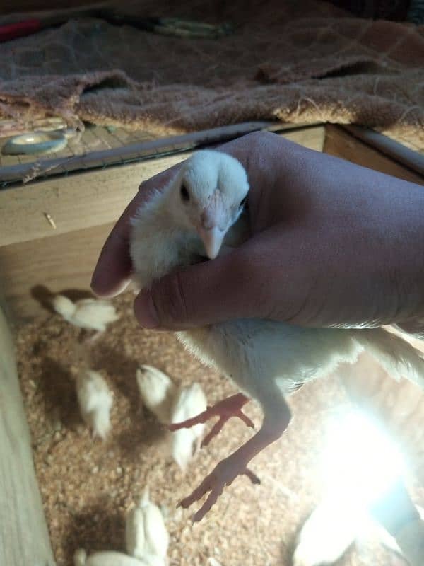 Heera Aseel Chicks | Pure breed | Healthy 0