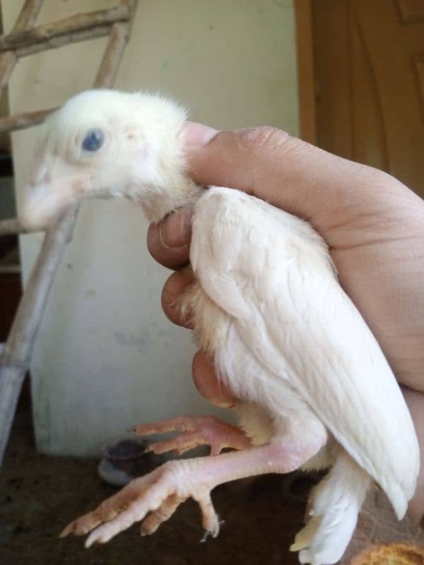 Heera Aseel Chicks | Pure breed | Healthy 1