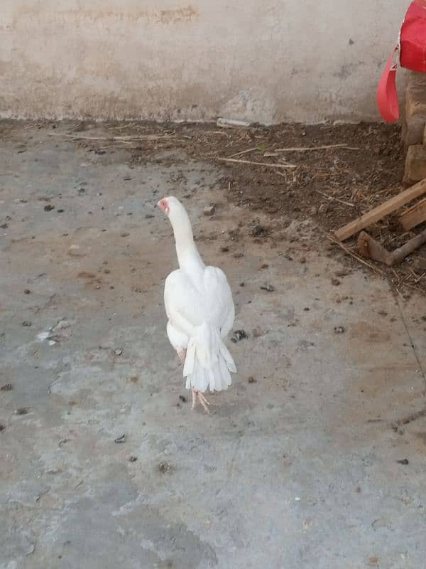 Heera Aseel Chicks | Pure breed | Healthy 3
