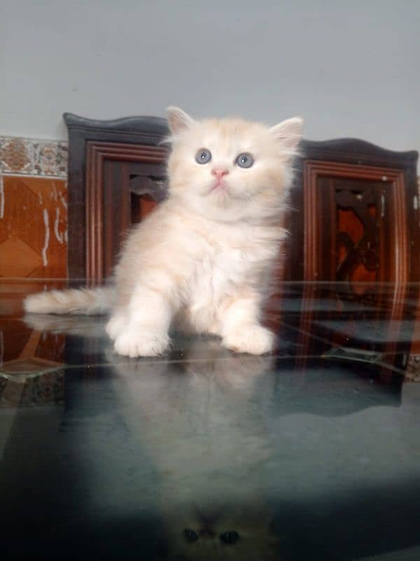 45 days persian ketten for 0