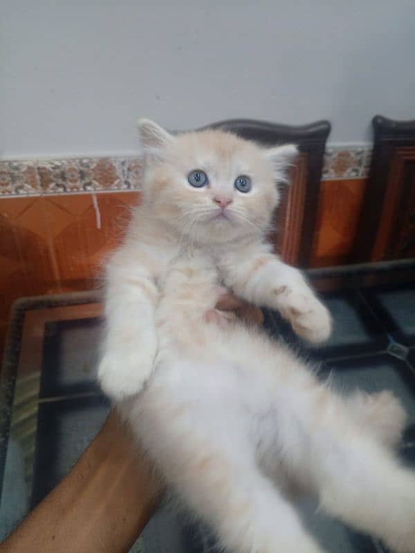 45 days persian ketten for 2