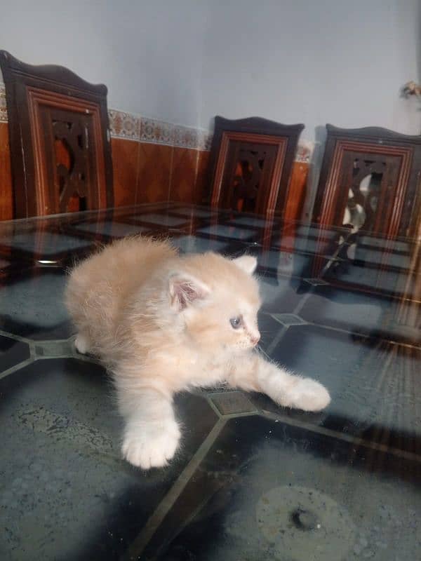 45 days persian ketten for 3