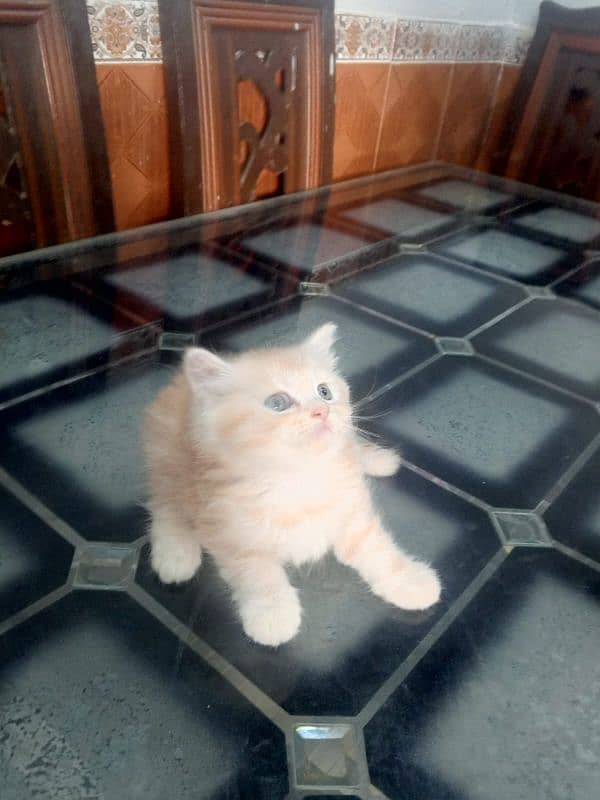 45 days persian ketten for 4