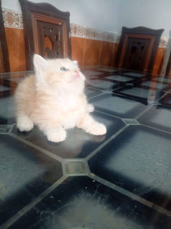 45 days persian ketten for 5