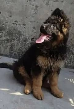 German Shepherd puppies 03228791132