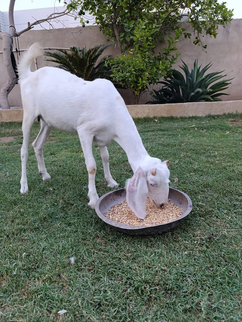 bakra | bakri | goat | Qurbani 2025 | sheep | dumba | desi bakra 0