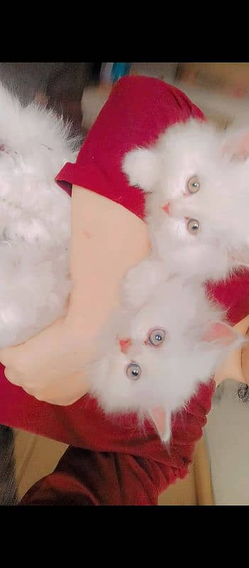 white Persian kitten 0