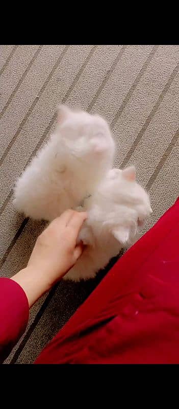 white Persian kitten 1