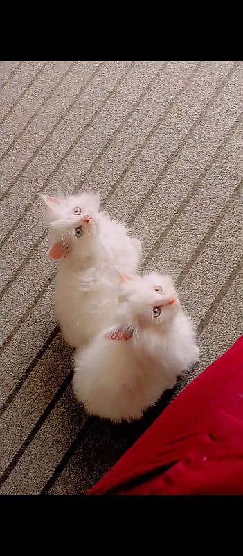 white Persian kitten 2