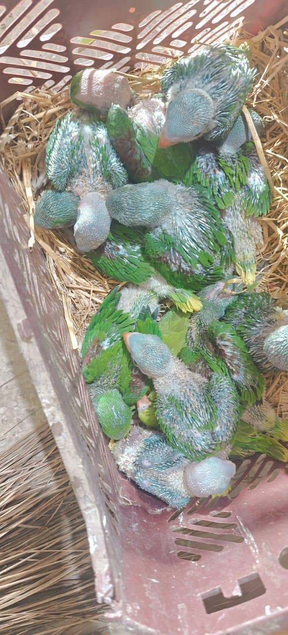 Kashmiri Raw Baby Chicks | Green Parrot | Kashmiri Parrot | Chicks 2
