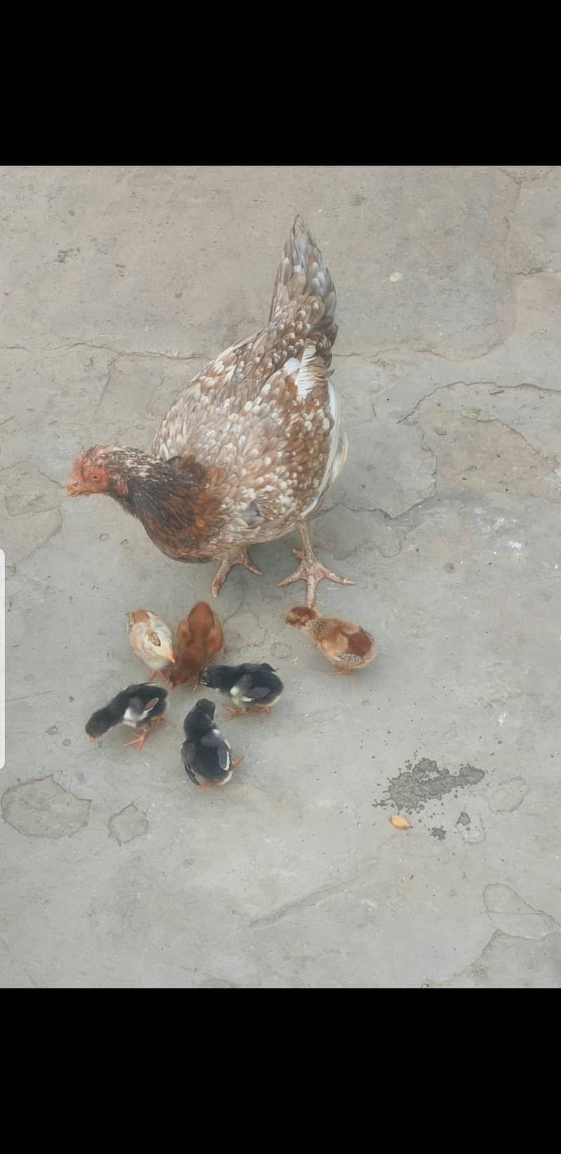 Aseel chicks ph no. [03219489699] 0