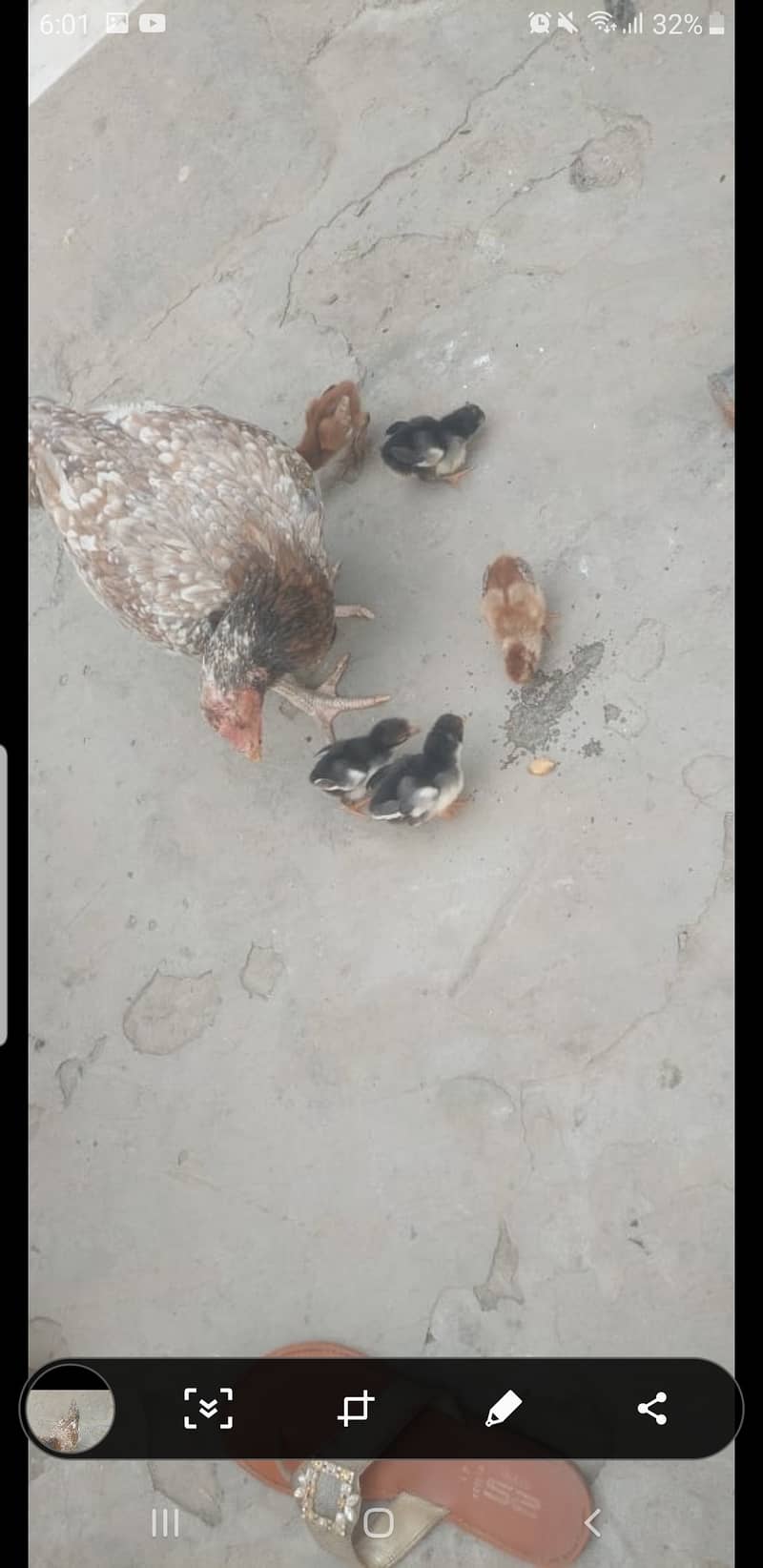 Aseel chicks ph no. [03219489699] 1