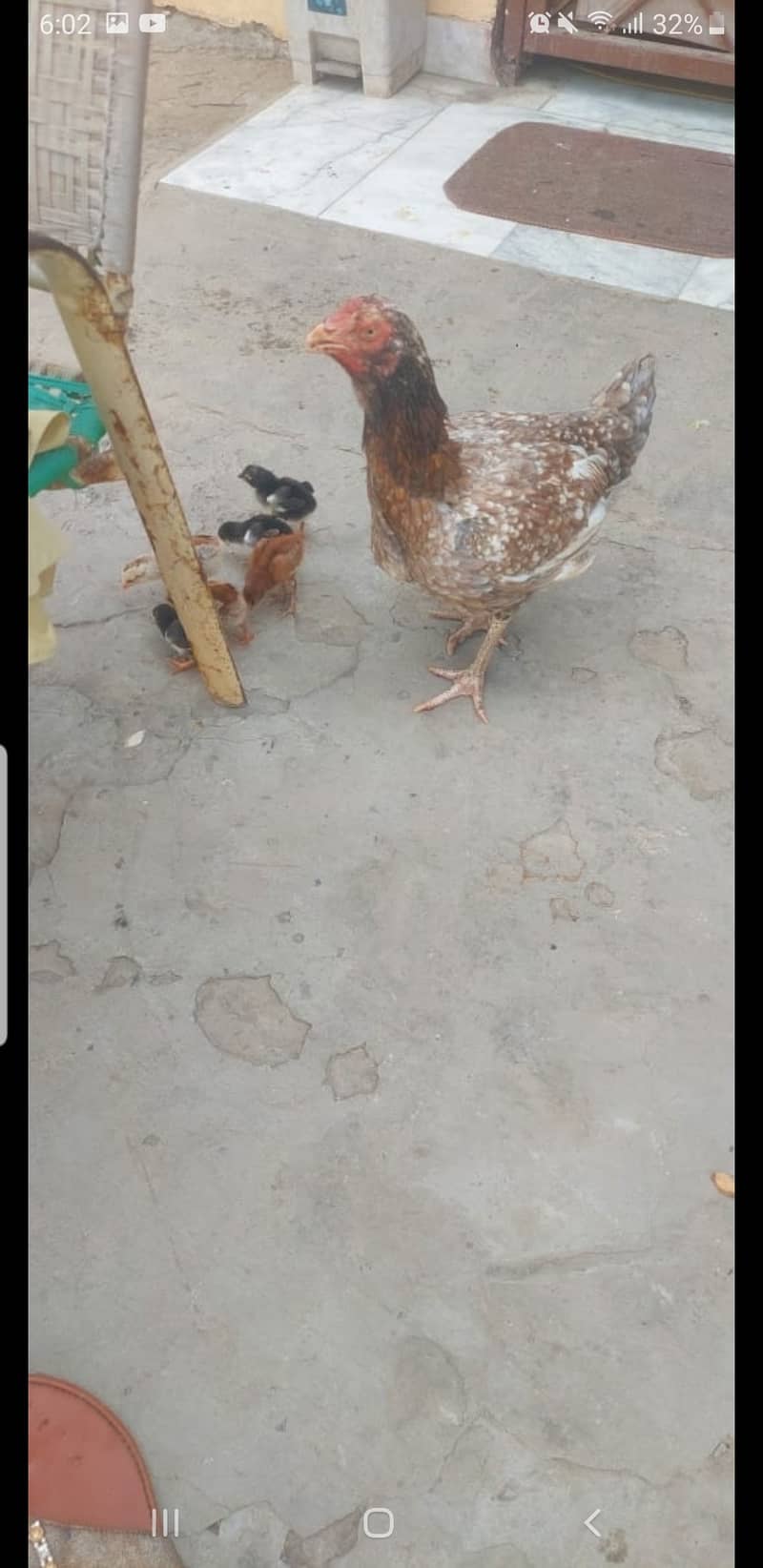 Aseel chicks ph no. [03219489699] 2
