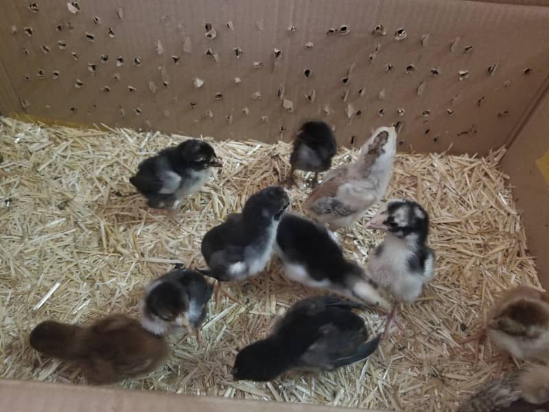 Aseel chicks ph no. [03219489699] 3