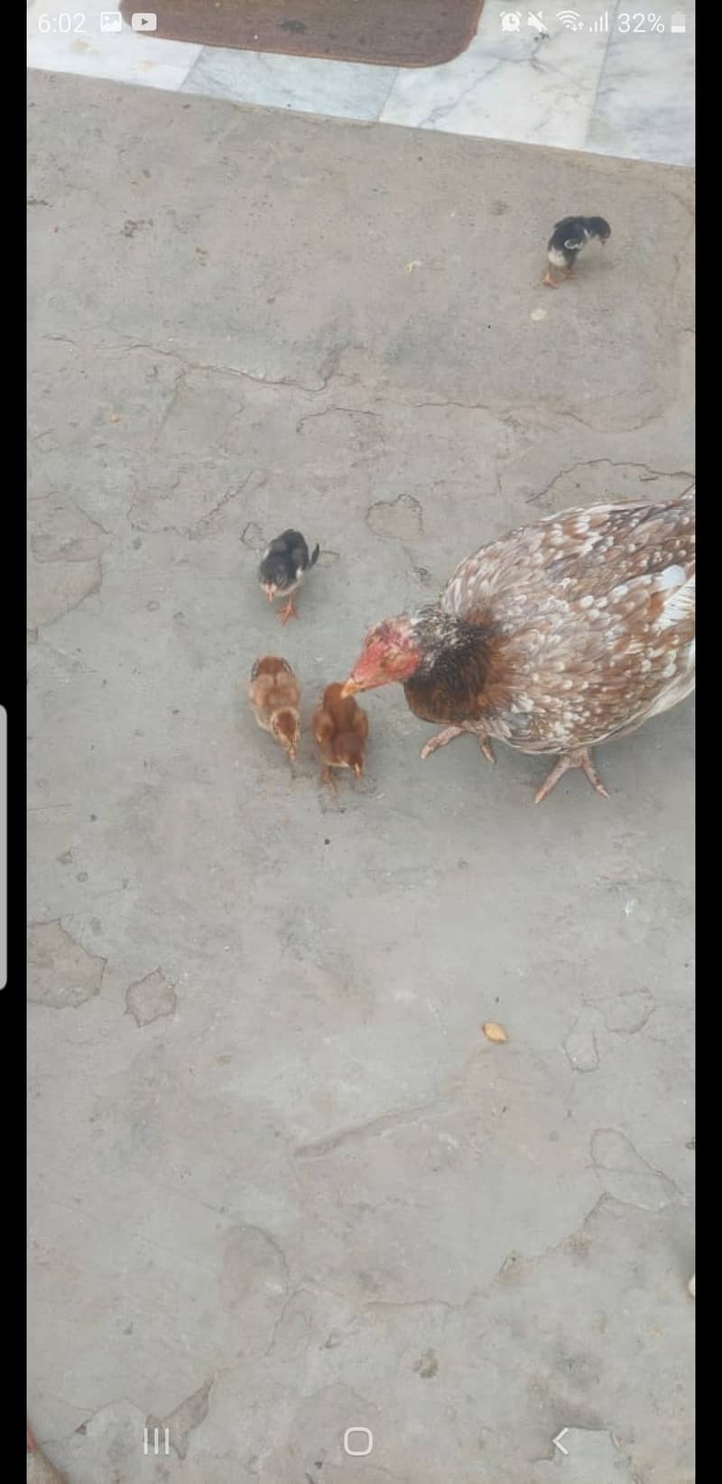 Aseel chicks ph no. [03219489699] 4
