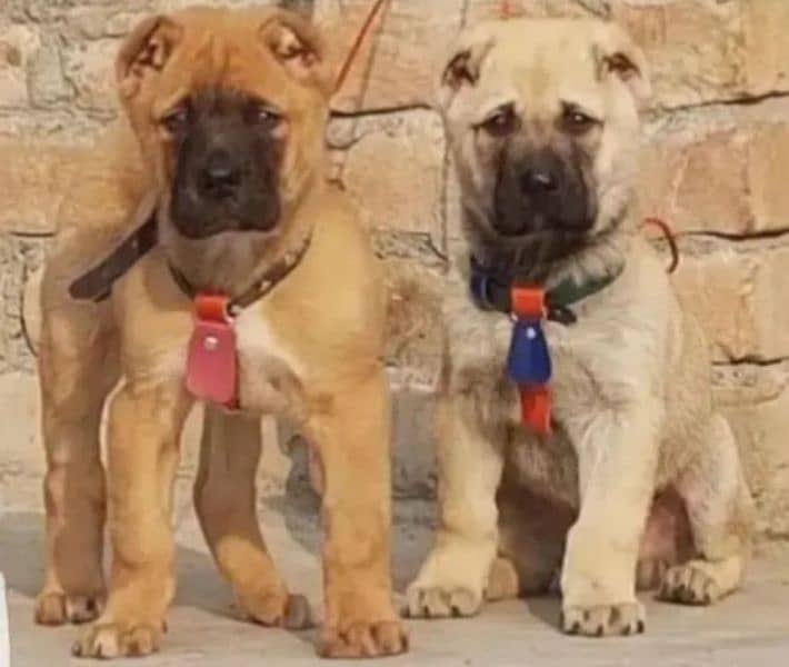 king Turkish kangal pair dabal hadi ful havey bone security dog for sa 0