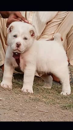king alabai male dabal Hadi pair important blood line for sale