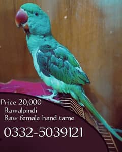 raw parrot and cage for sale