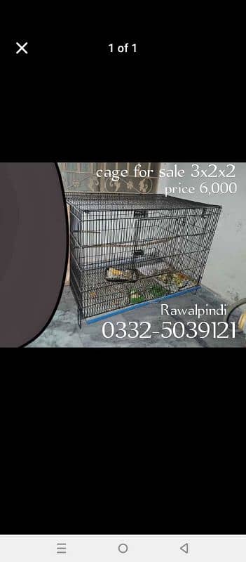 raw parrot and cage for sale 1